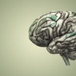 Human Brain Made Out Of Dollar Bills